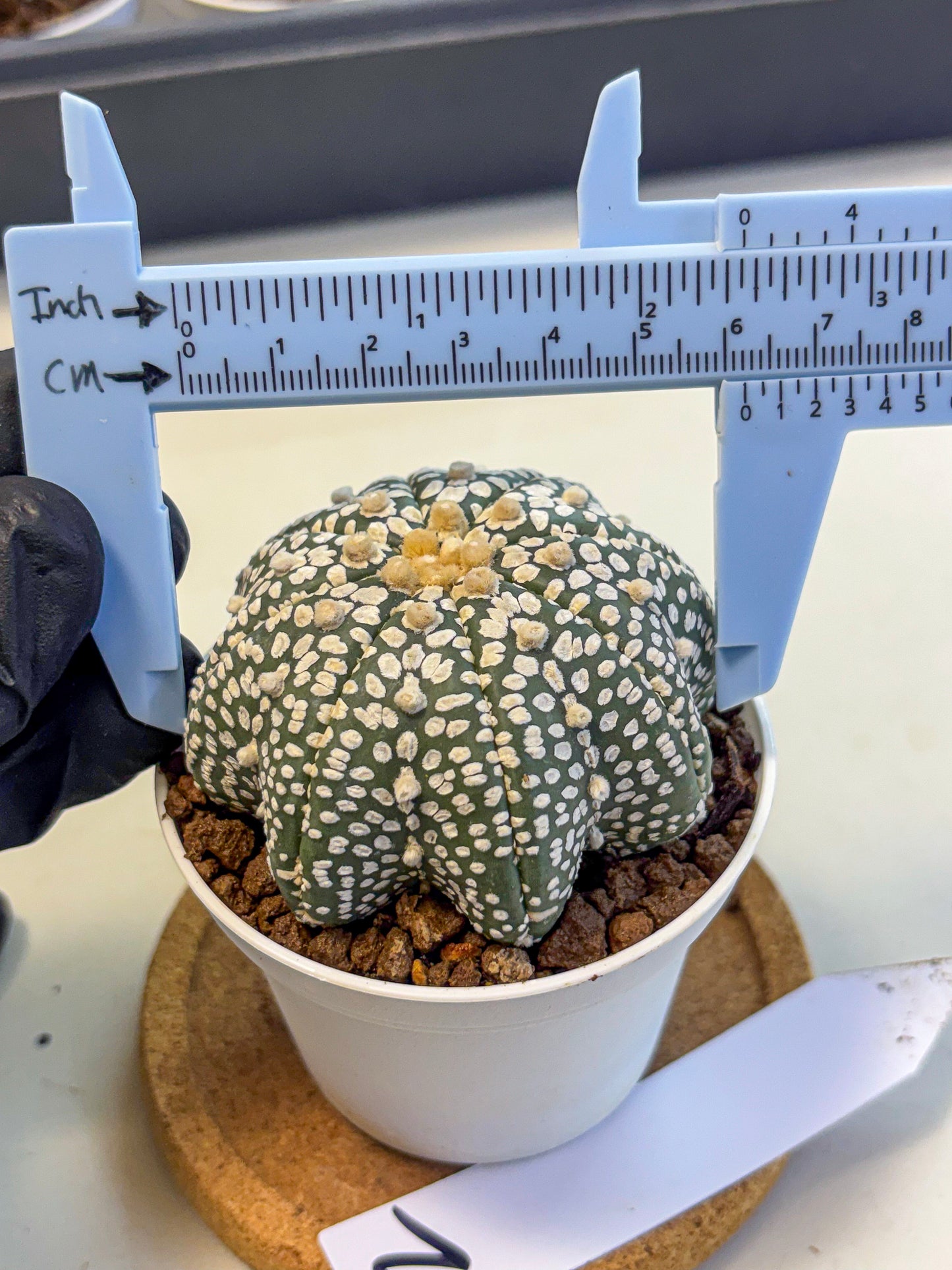 Astrophytum V Type (at5) (02) |  Sea urchin cactus