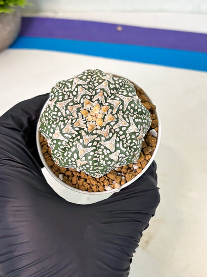 Astrophytum V-Type (at5) (p1) | Rare imported Plant