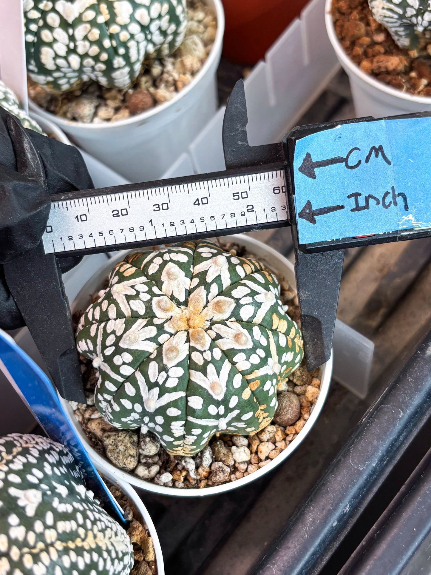 Astrophytum Super Kabuto V Type (T4) (b3) | Las Vegas Seller