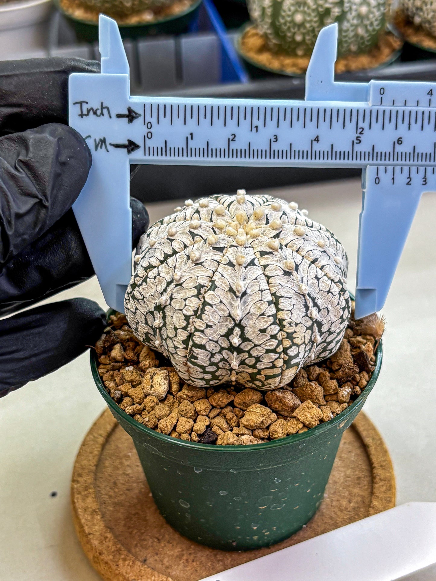 Astrophytum V Type (at2) (02) | Live Plant | Rare Collection