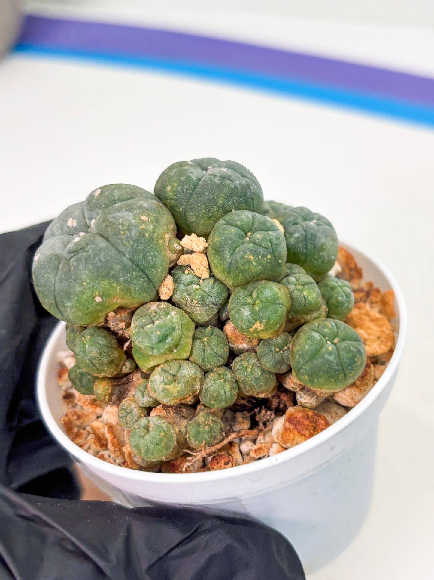 Spineless Cactus (Lo1) (p2) | For Advanced Growers