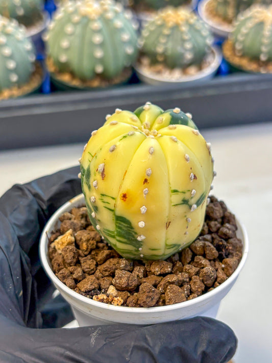 Astrophytum Variegated (at9) (02) | Rare Plant | Live Cactus