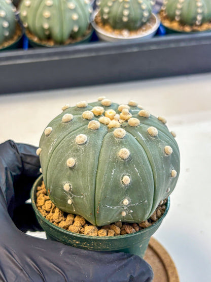 Astrophytum Oobito Nudum (at9) (17) | Cactus Plant
