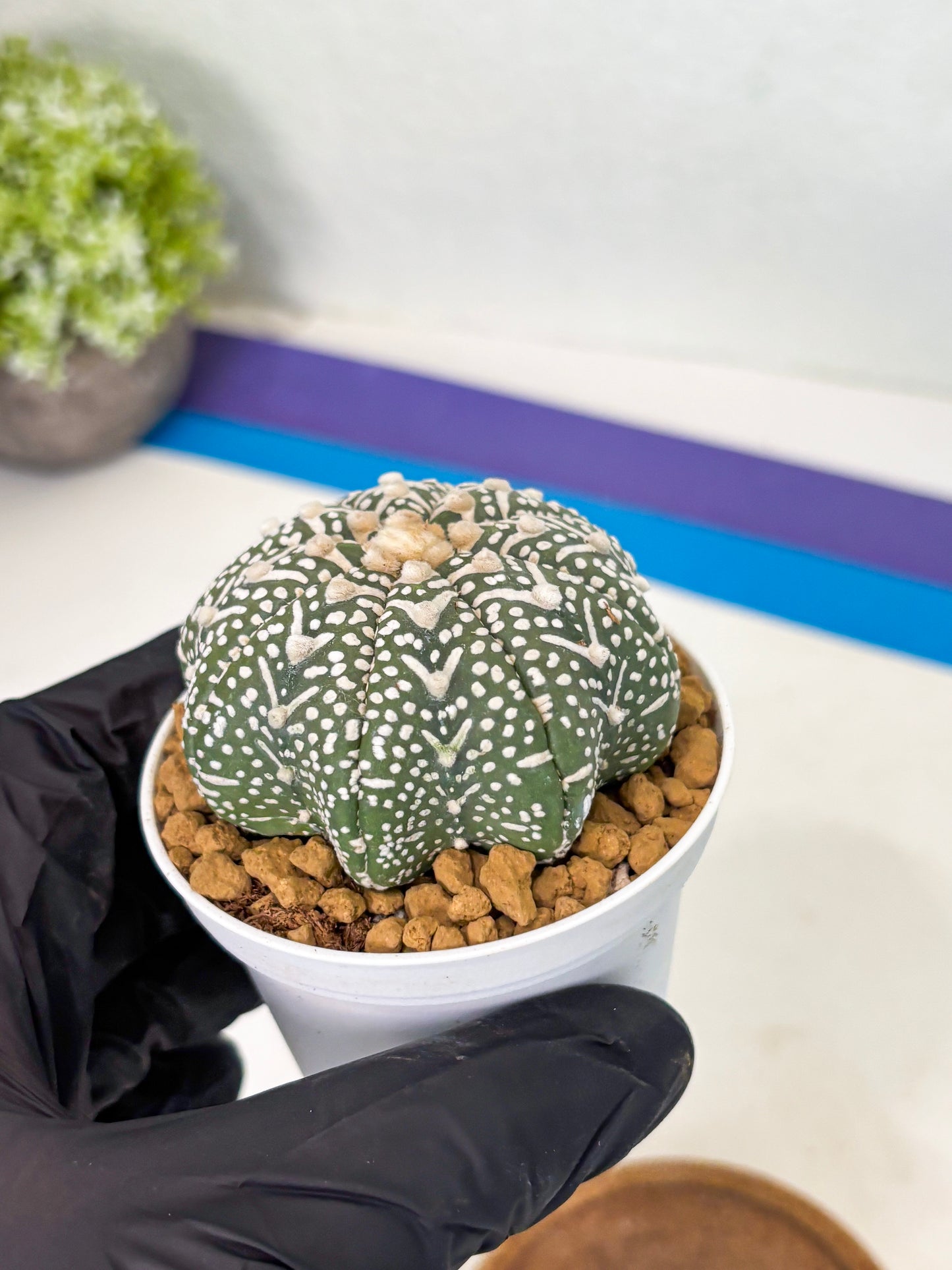 Astrophytum Star Shape (at2) (g4) | Japanese Import