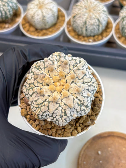 Astrophytum V-Type (at5) (y7) | Rare imported Plant