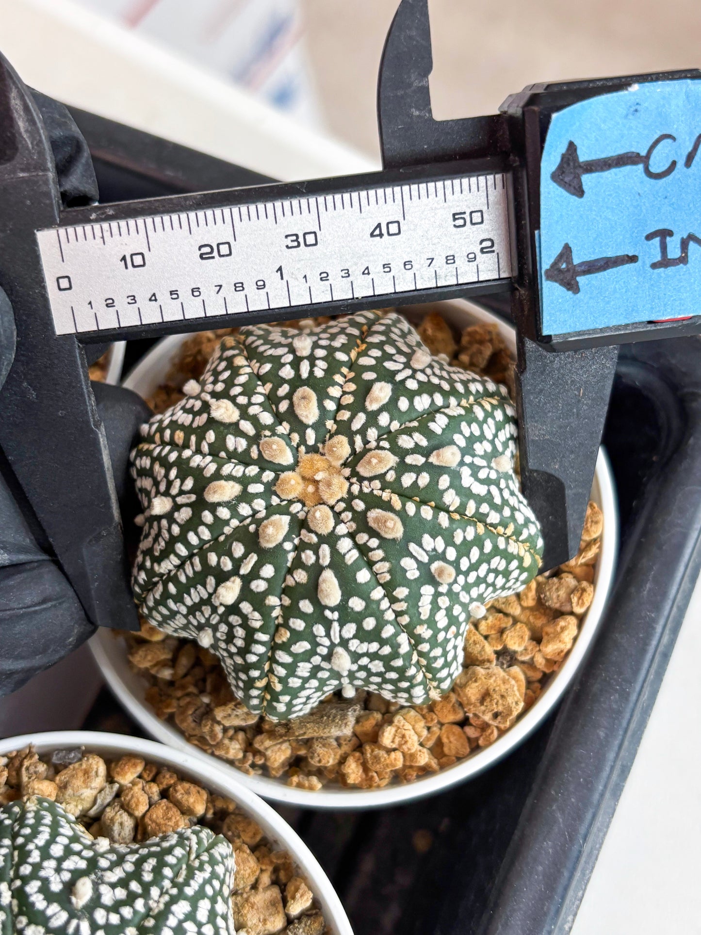 Astrophytum Star Shape (t3) (r7) | 3" Pot