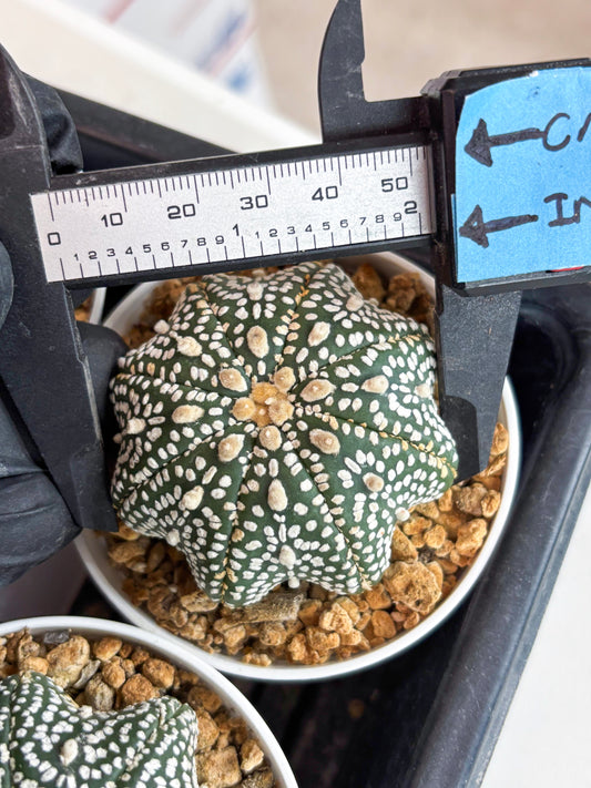 Astrophytum Star Shape (t3) (r7) | 3" Pot