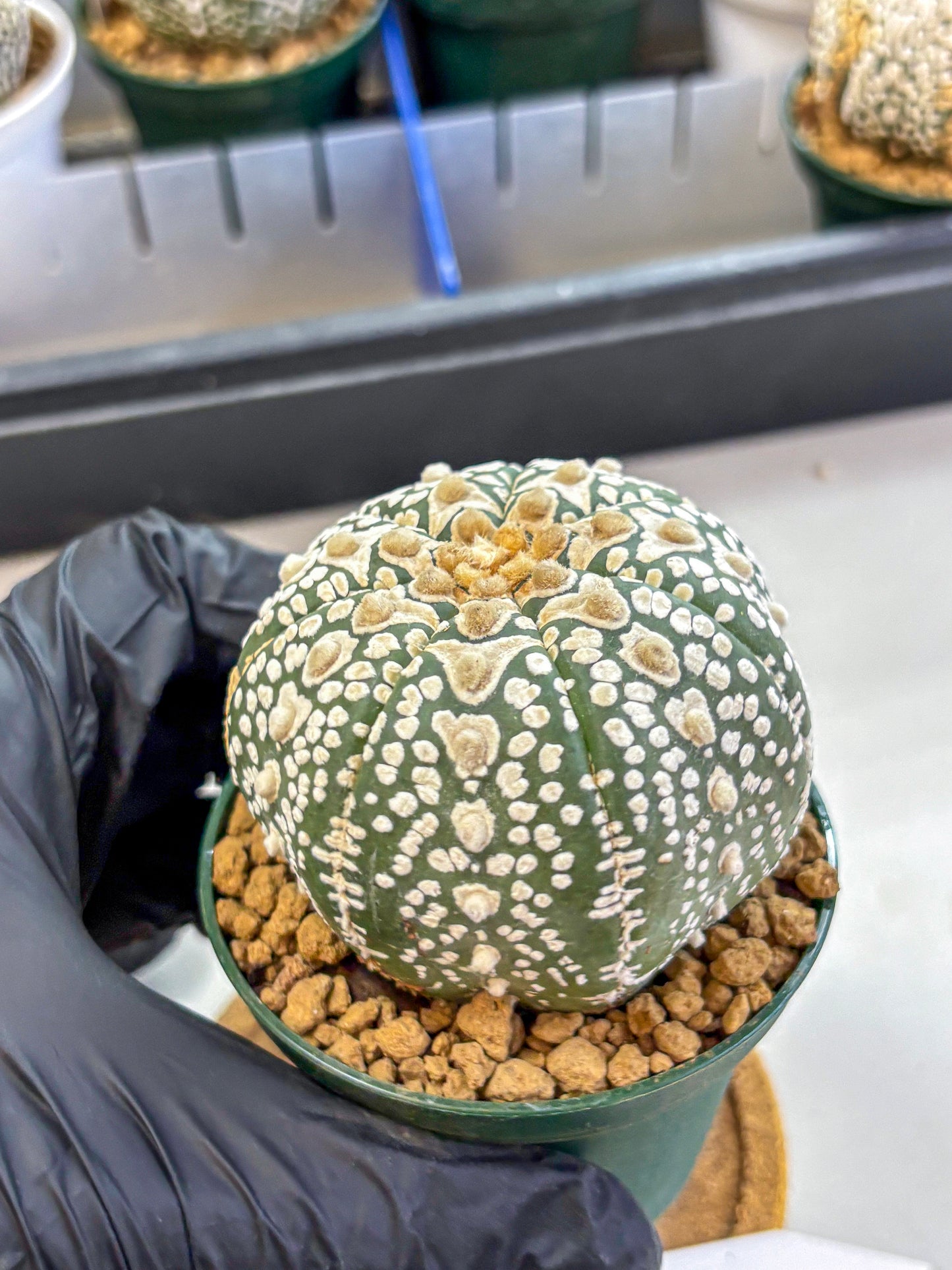 Astrophytum V Type (at2) (17) | Live Plant | Rare Collection