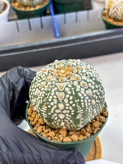 Astrophytum V Type (at2) (17) | Live Plant | Rare Collection
