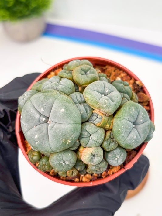 Spineless Cactus (Lo2) (y4) | For Advanced Growers