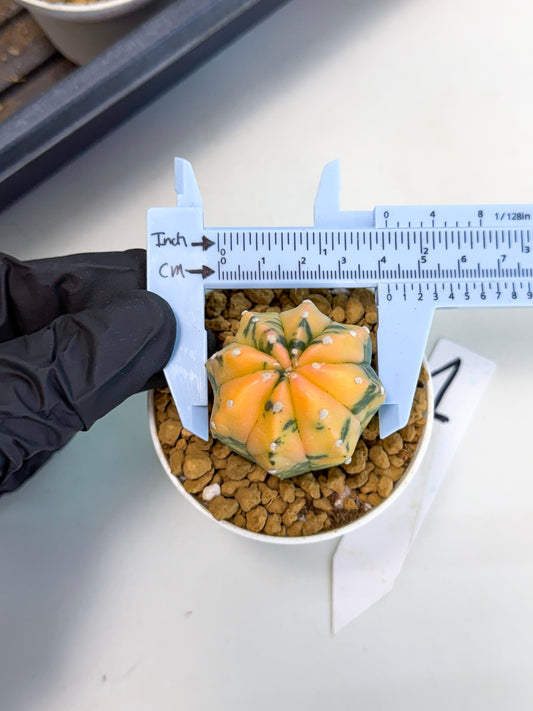 Astrophytum Var (at1) (r1) | From Taiwan