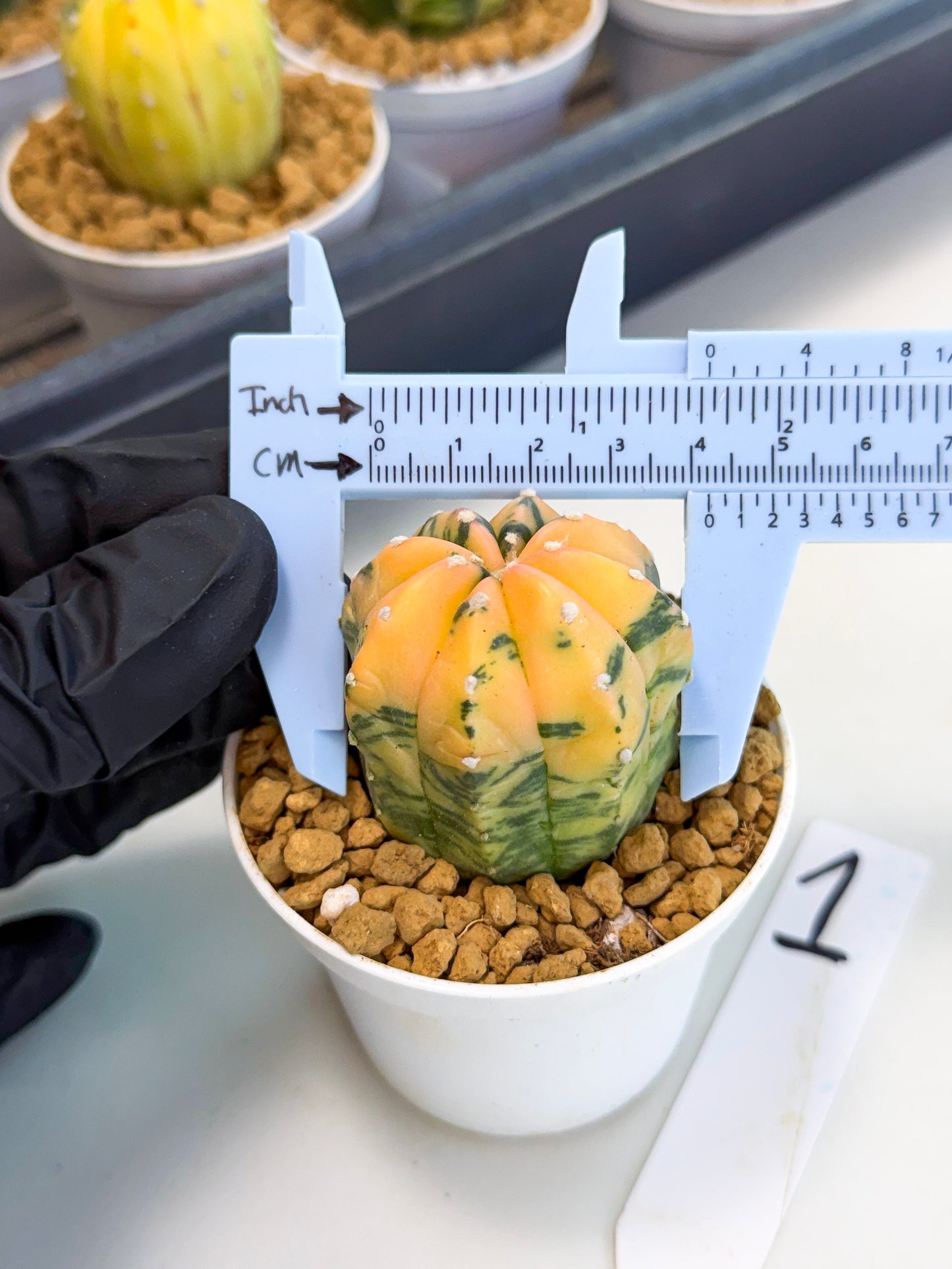 Astrophytum Var (at1) (r1) | From Taiwan