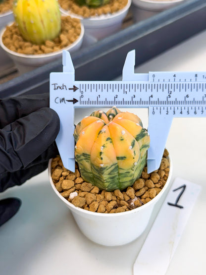 Astrophytum Var (at1) (r1) | From Taiwan