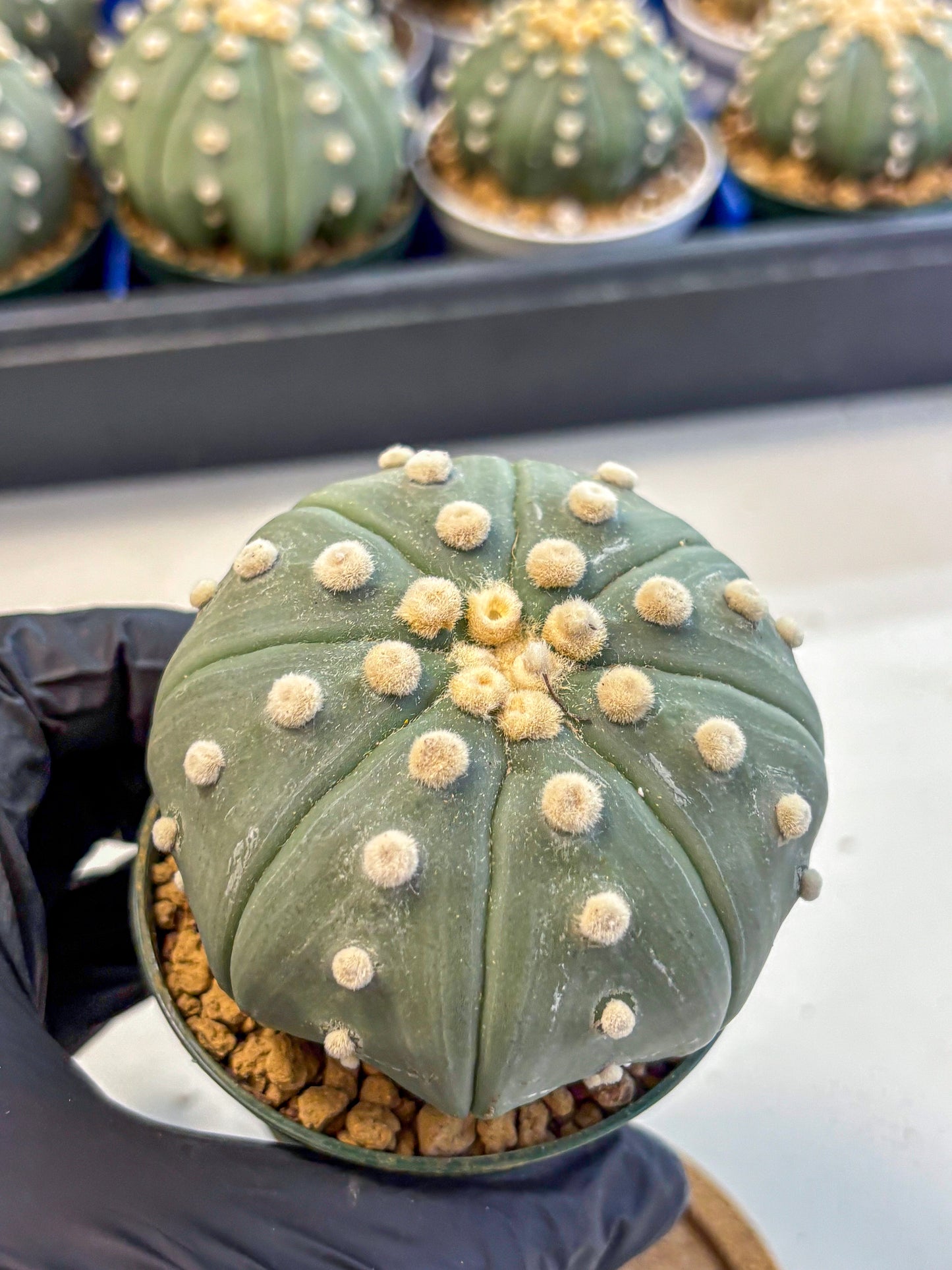 Astrophytum Oobito Nudum (at9) (17) | Cactus Plant