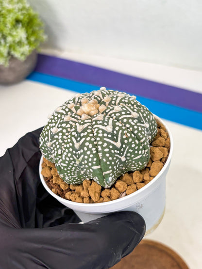 Astrophytum Star Shape (at2) (g4) | Japanese Import