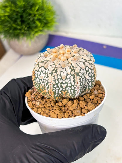 Astrophytum V-Type (at5) (y7) | Rare imported Plant