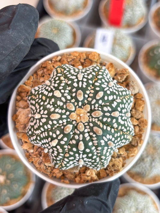 Astrophytum Star Shape (t3) (r7) | 3" Pot