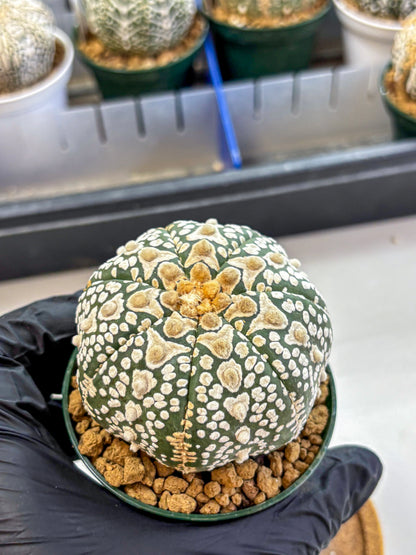 Astrophytum V Type (at2) (17) | Live Plant | Rare Collection