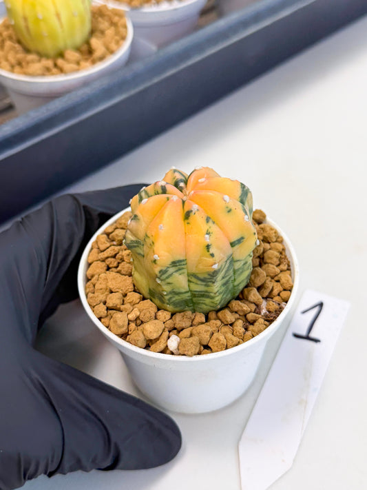Astrophytum Var (at1) (r1) | From Taiwan