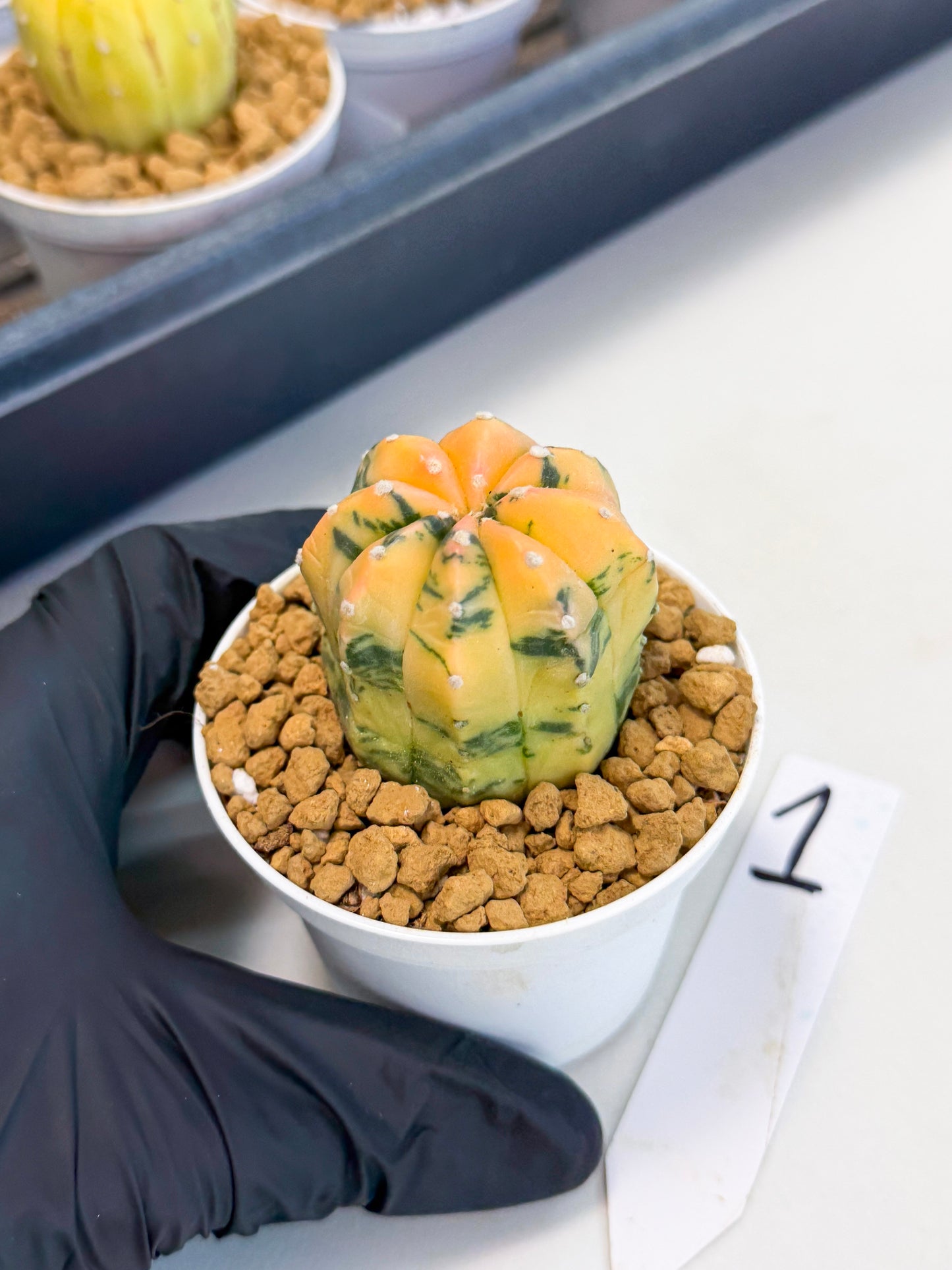 Astrophytum Var (at1) (r1) | From Taiwan