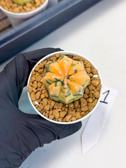 Astrophytum Var (at1) (r1) | From Taiwan