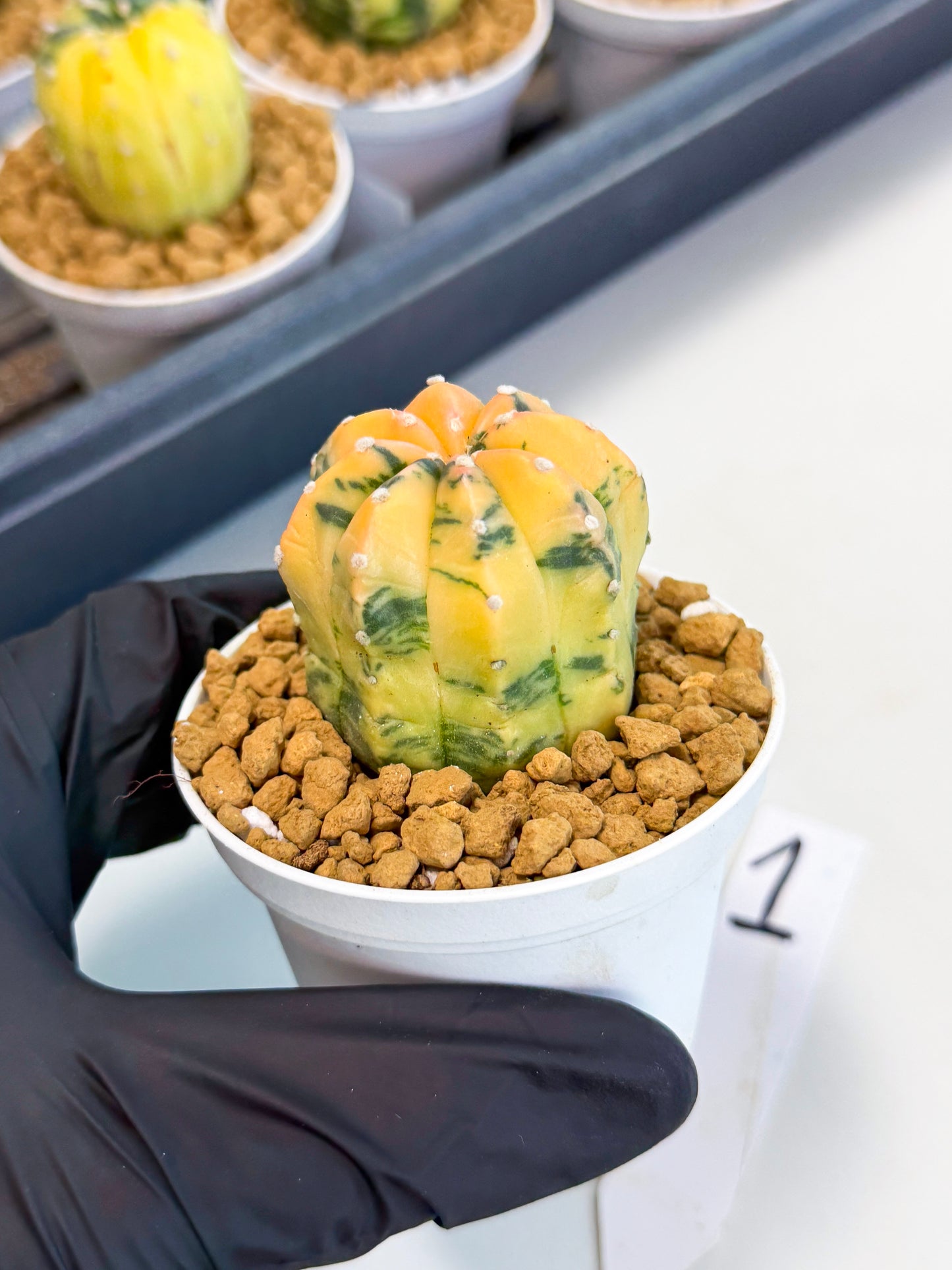 Astrophytum Var (at1) (r1) | From Taiwan