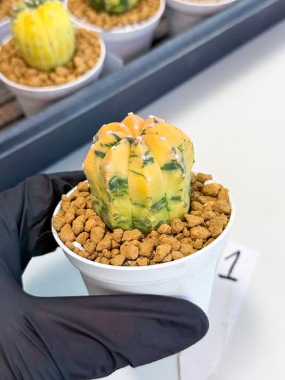 Astrophytum Var (at1) (r1) | From Taiwan