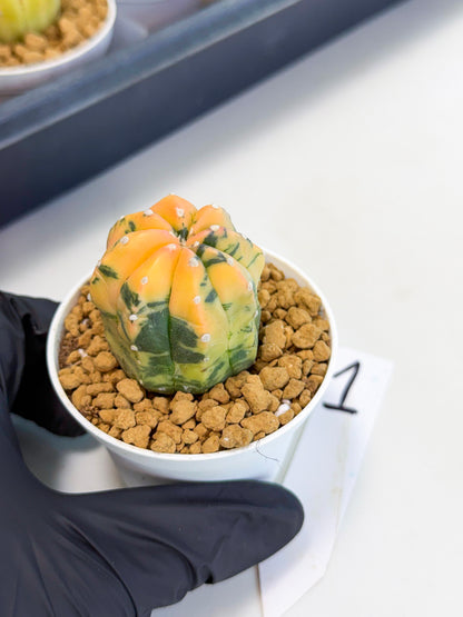 Astrophytum Var (at1) (r1) | From Taiwan