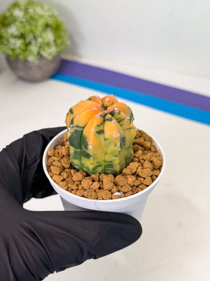 Astrophytum Var (at1) (r1) | From Taiwan