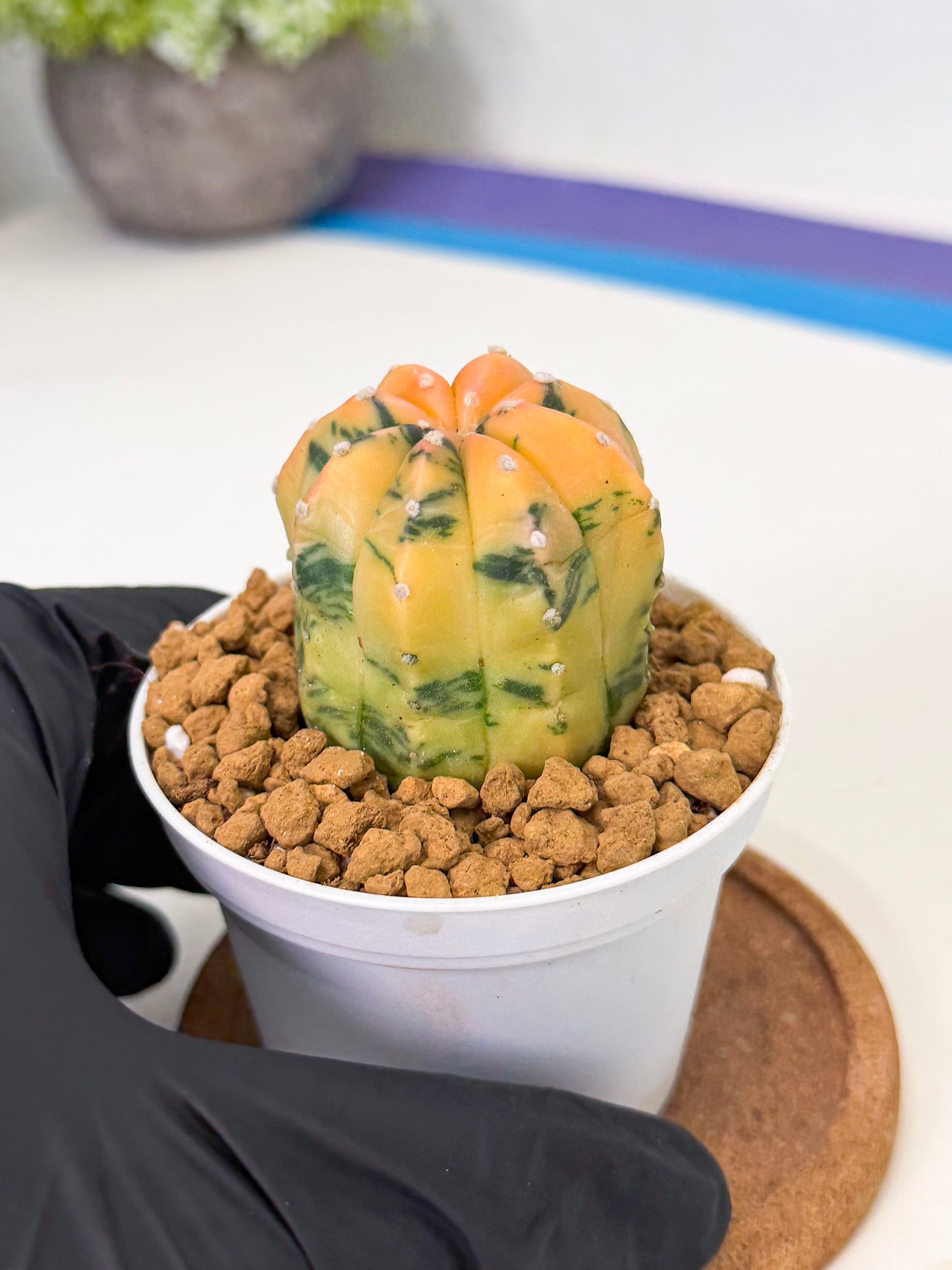 Astrophytum Var (at1) (r1) | From Taiwan
