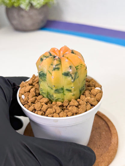 Astrophytum Var (at1) (r1) | From Taiwan