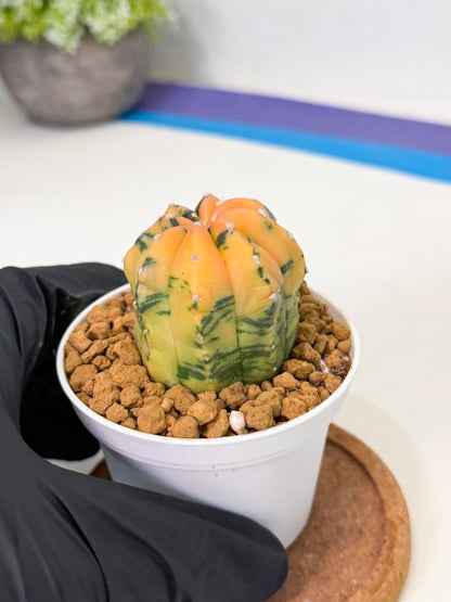 Astrophytum Var (at1) (r1) | From Taiwan