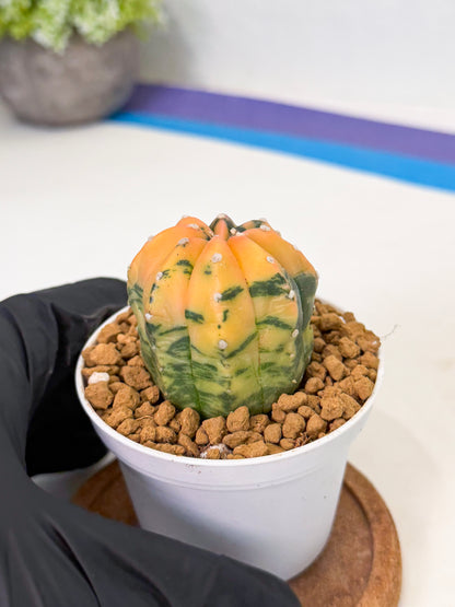 Astrophytum Var (at1) (r1) | From Taiwan