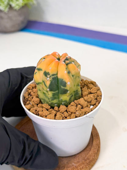 Astrophytum Var (at1) (r1) | From Taiwan