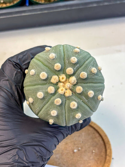 Astrophytum Oobito Nudum (at9) (17) | Cactus Plant