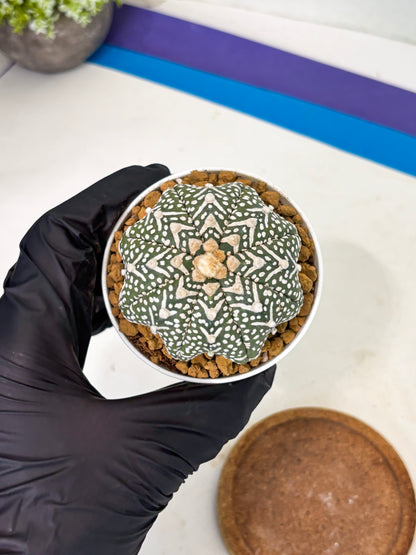 Astrophytum Star Shape (at2) (g4) | Japanese Import