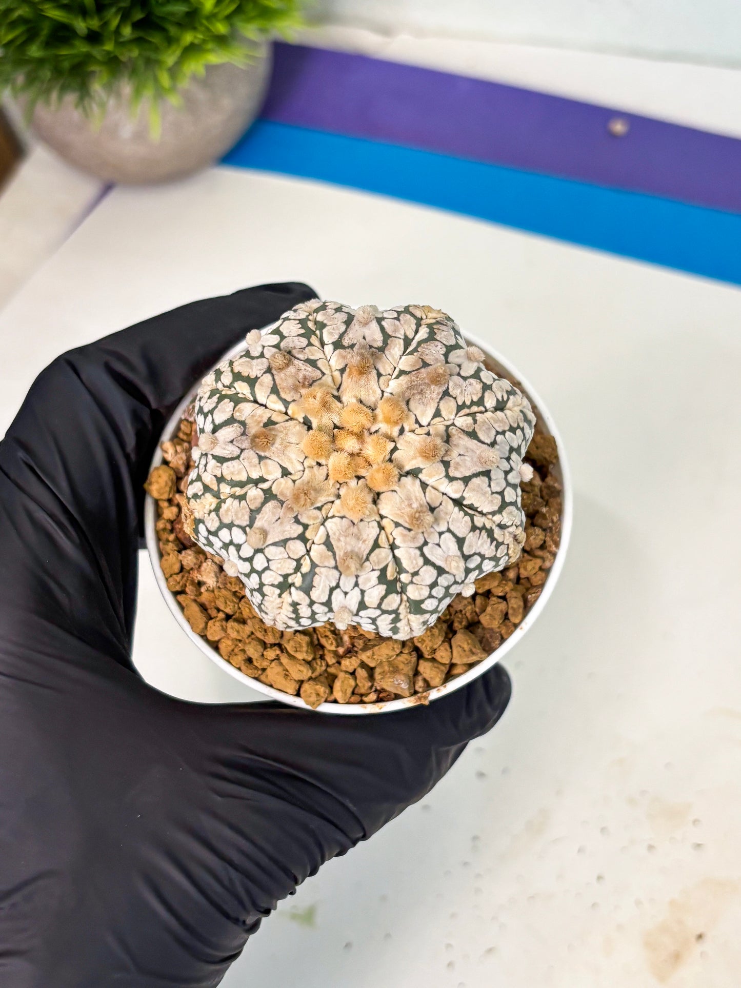 Astrophytum V-Type (at5) (y7) | Rare imported Plant