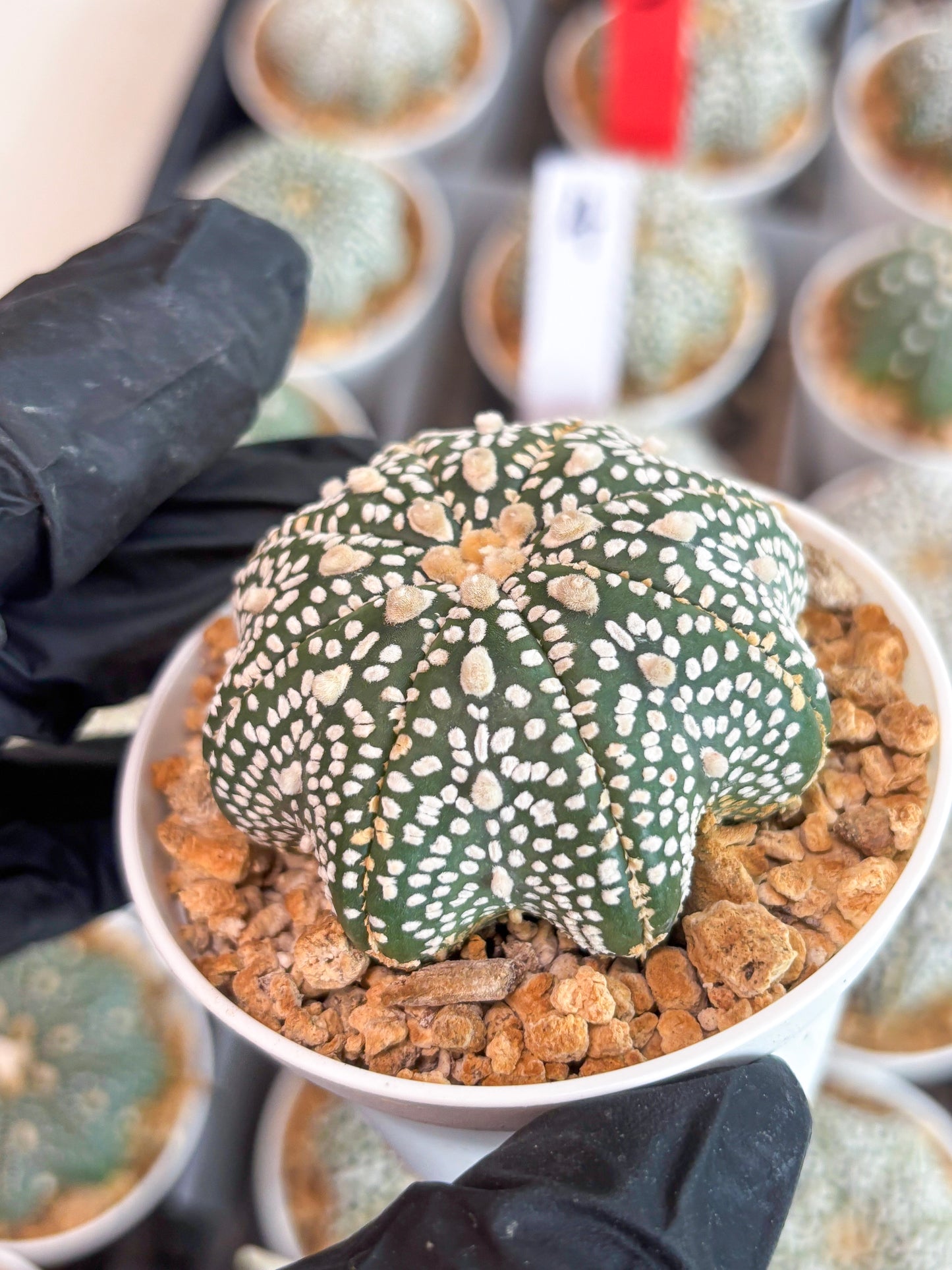 Astrophytum Star Shape (t3) (r7) | 3" Pot