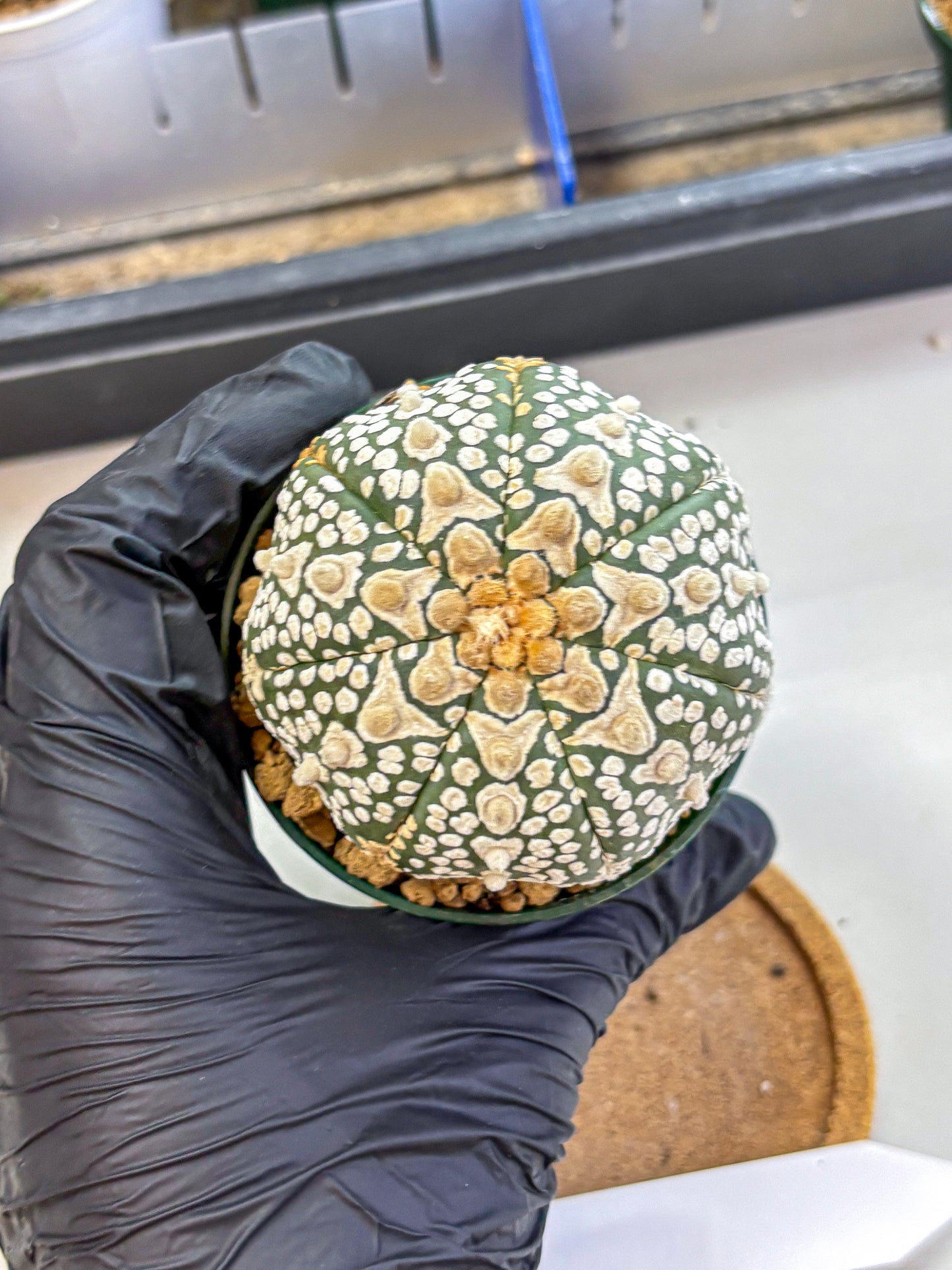 Astrophytum V Type (at2) (17) | Live Plant | Rare Collection