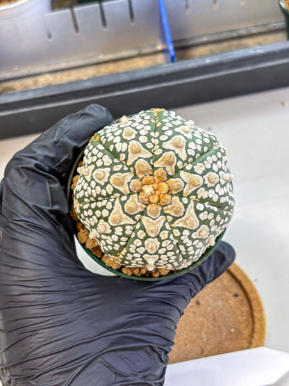 Astrophytum V Type (at2) (17) | Live Plant | Rare Collection