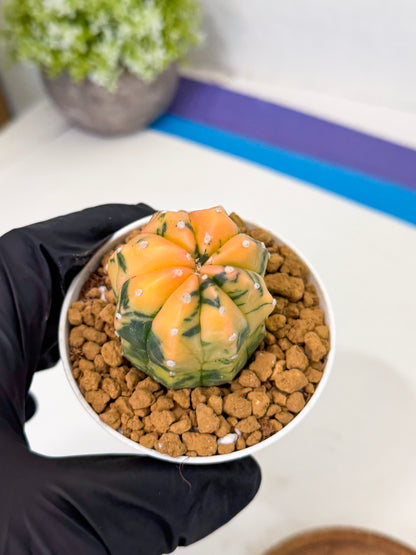 Astrophytum Var (at1) (r1) | From Taiwan