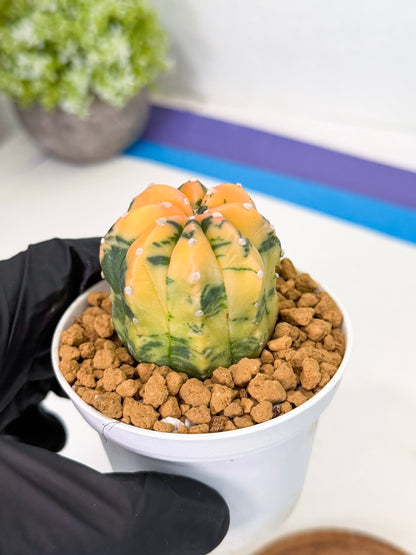 Astrophytum Var (at1) (r1) | From Taiwan