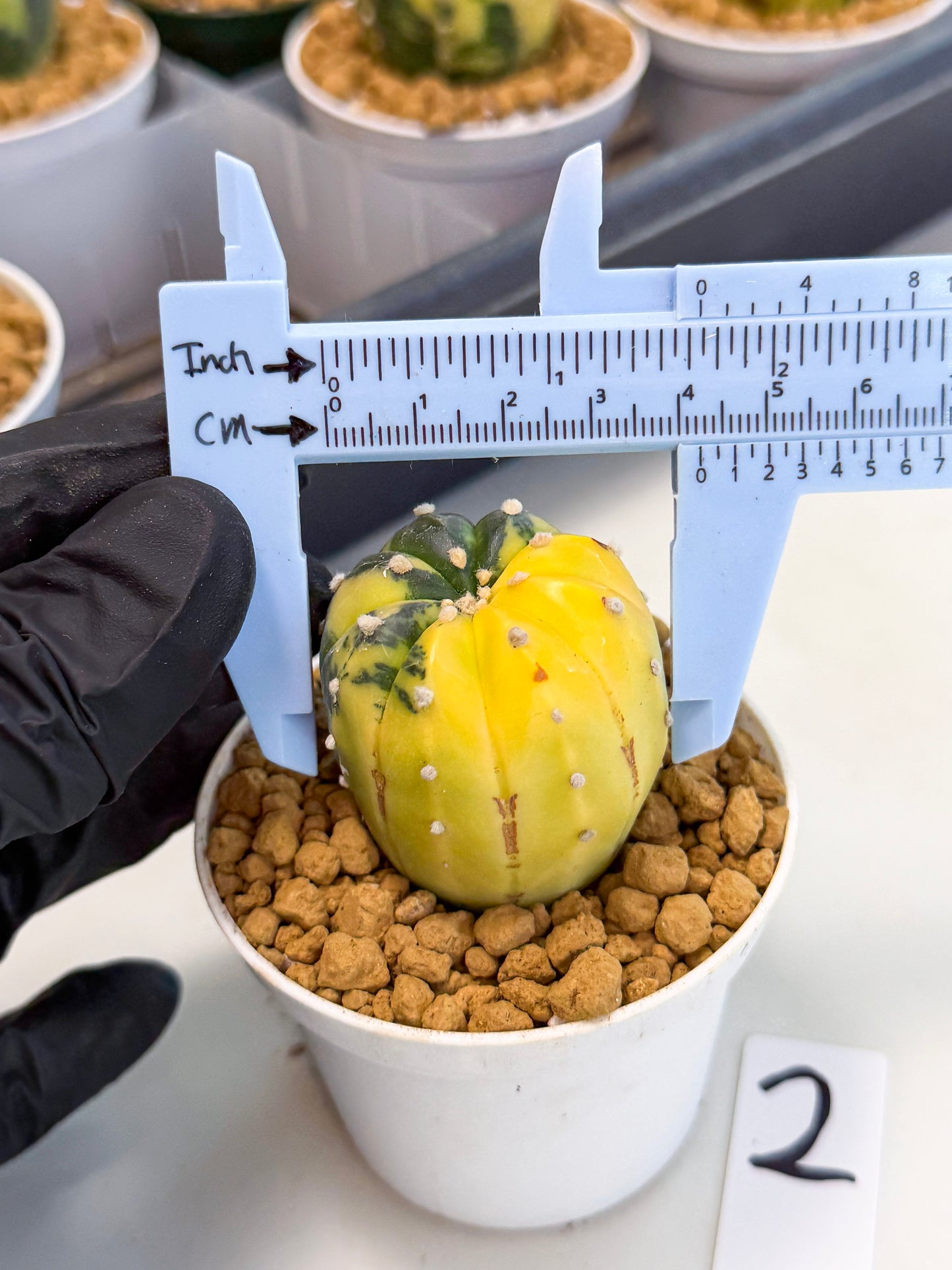 Astrophytum Var (at1) (r2) | From Taiwan