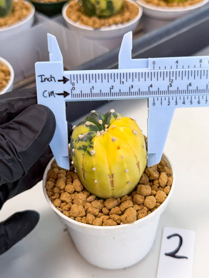 Astrophytum Var (at1) (r2) | From Taiwan