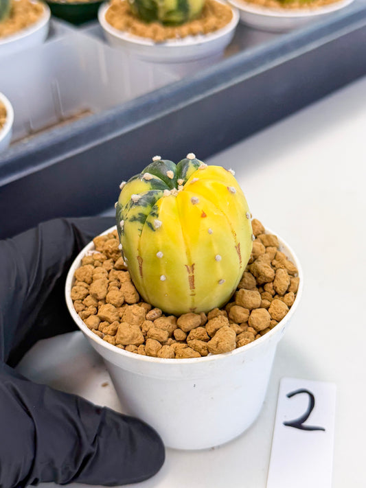 Astrophytum Var (at1) (r2) | From Taiwan