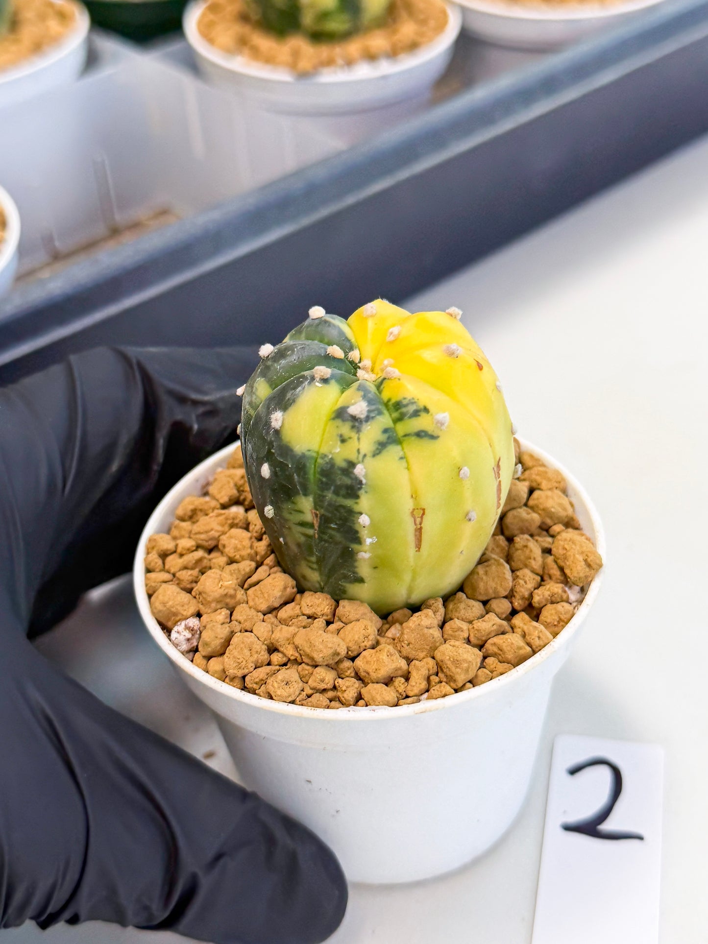Astrophytum Var (at1) (r2) | From Taiwan