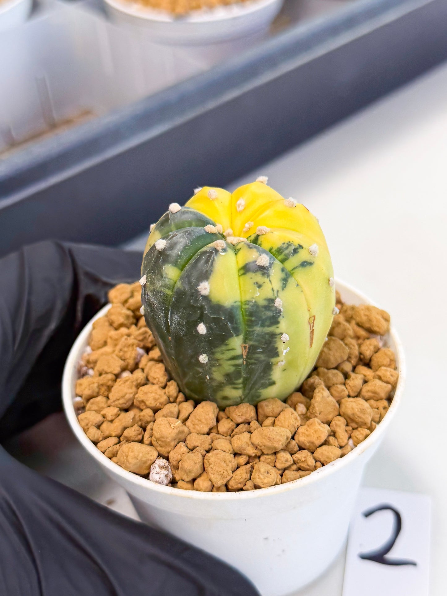 Astrophytum Var (at1) (r2) | From Taiwan