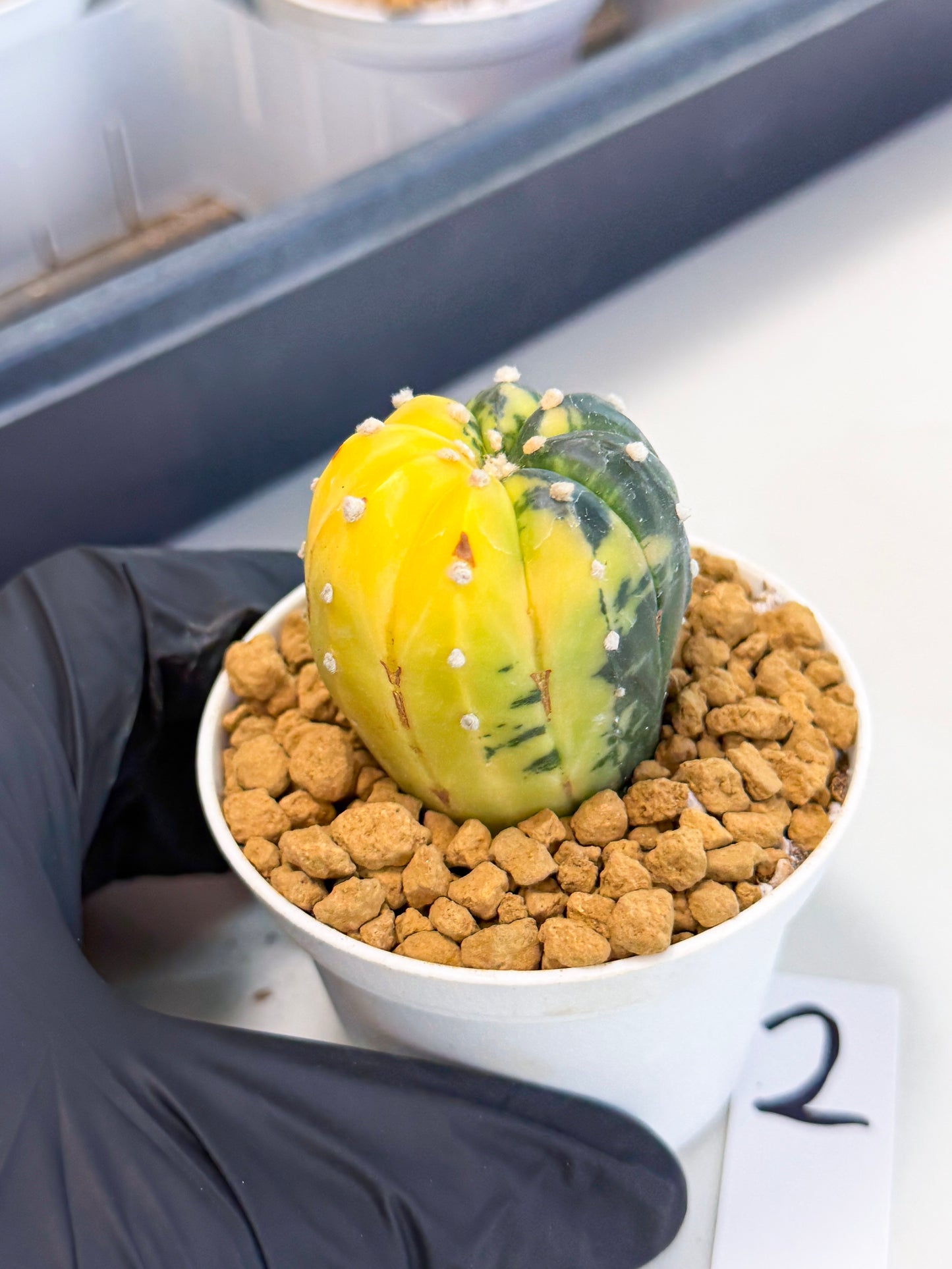 Astrophytum Var (at1) (r2) | From Taiwan