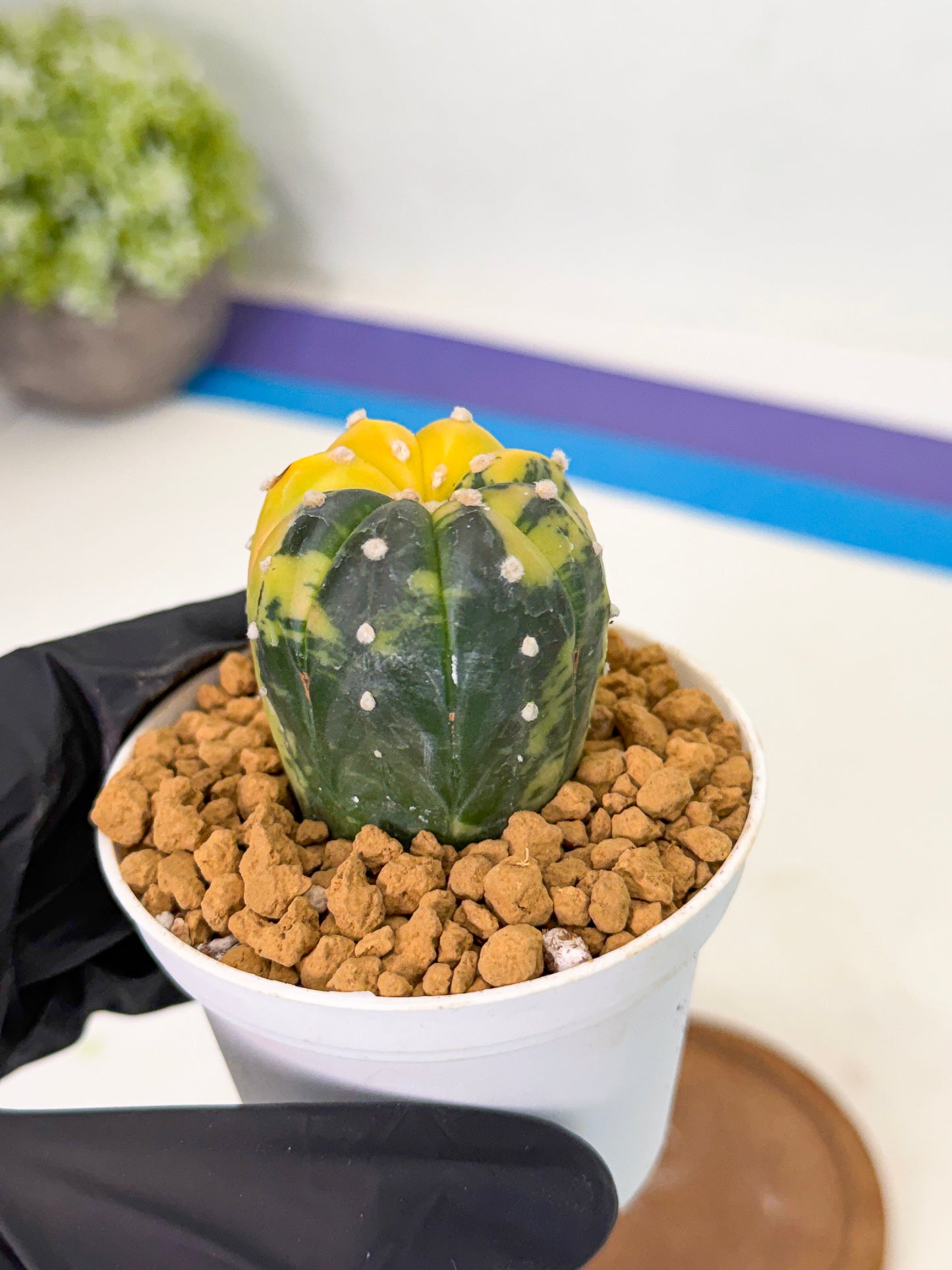Astrophytum Var (at1) (r2) | From Taiwan