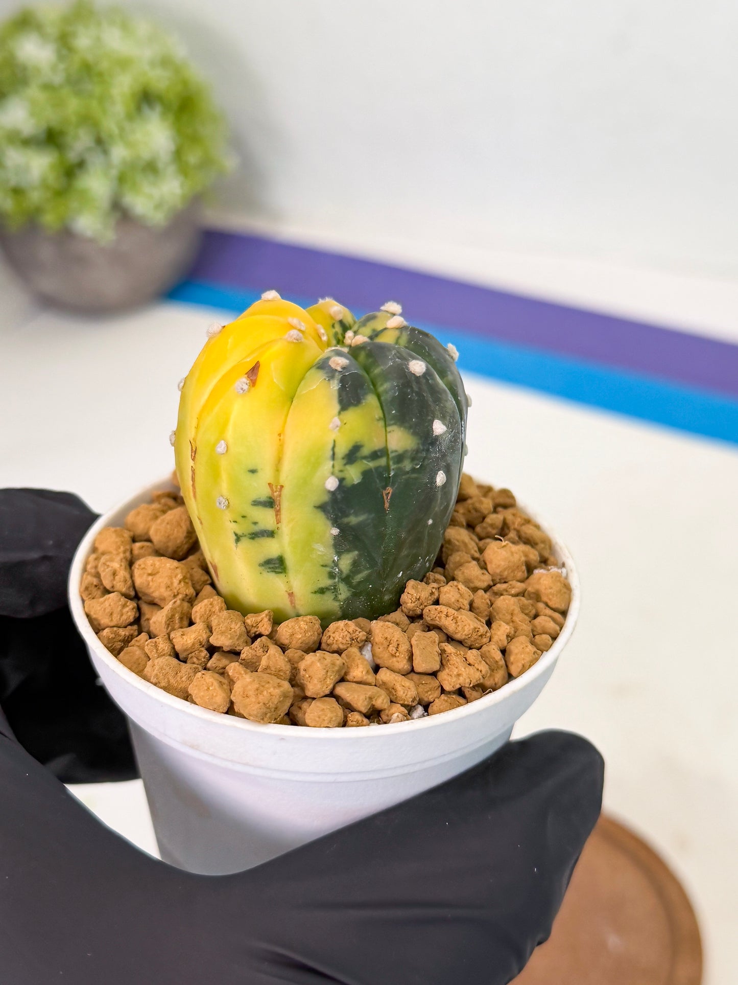 Astrophytum Var (at1) (r2) | From Taiwan